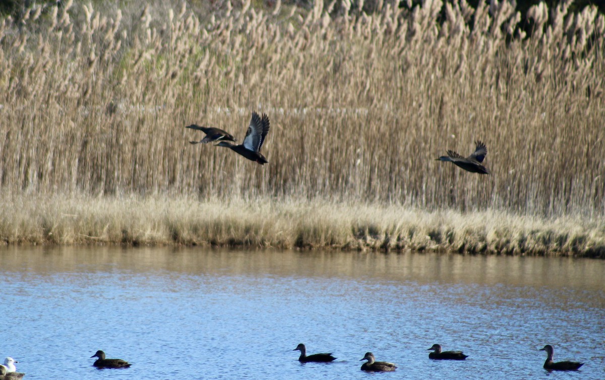American Black Duck - ML645287372