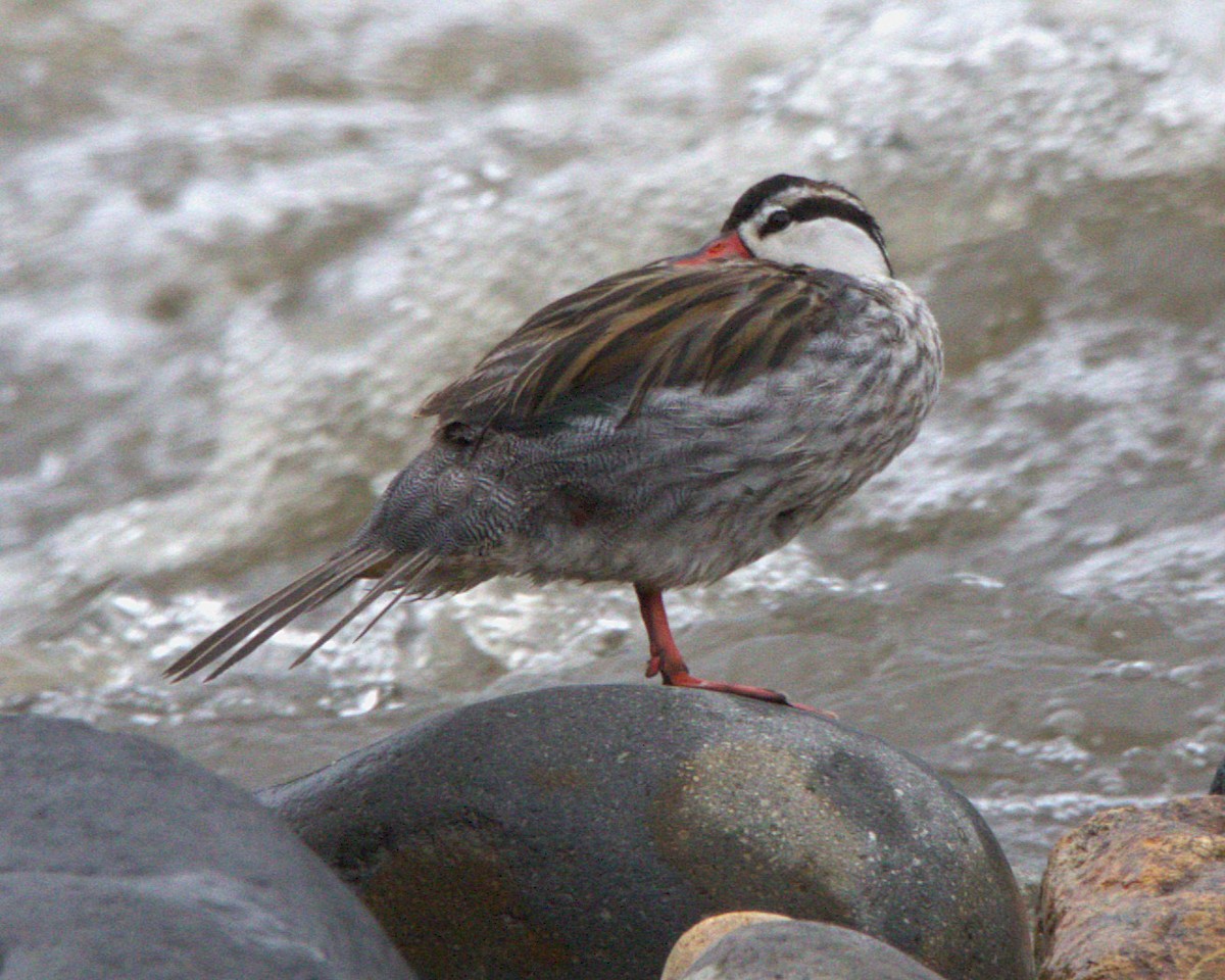 Torrent Duck - ML645287374