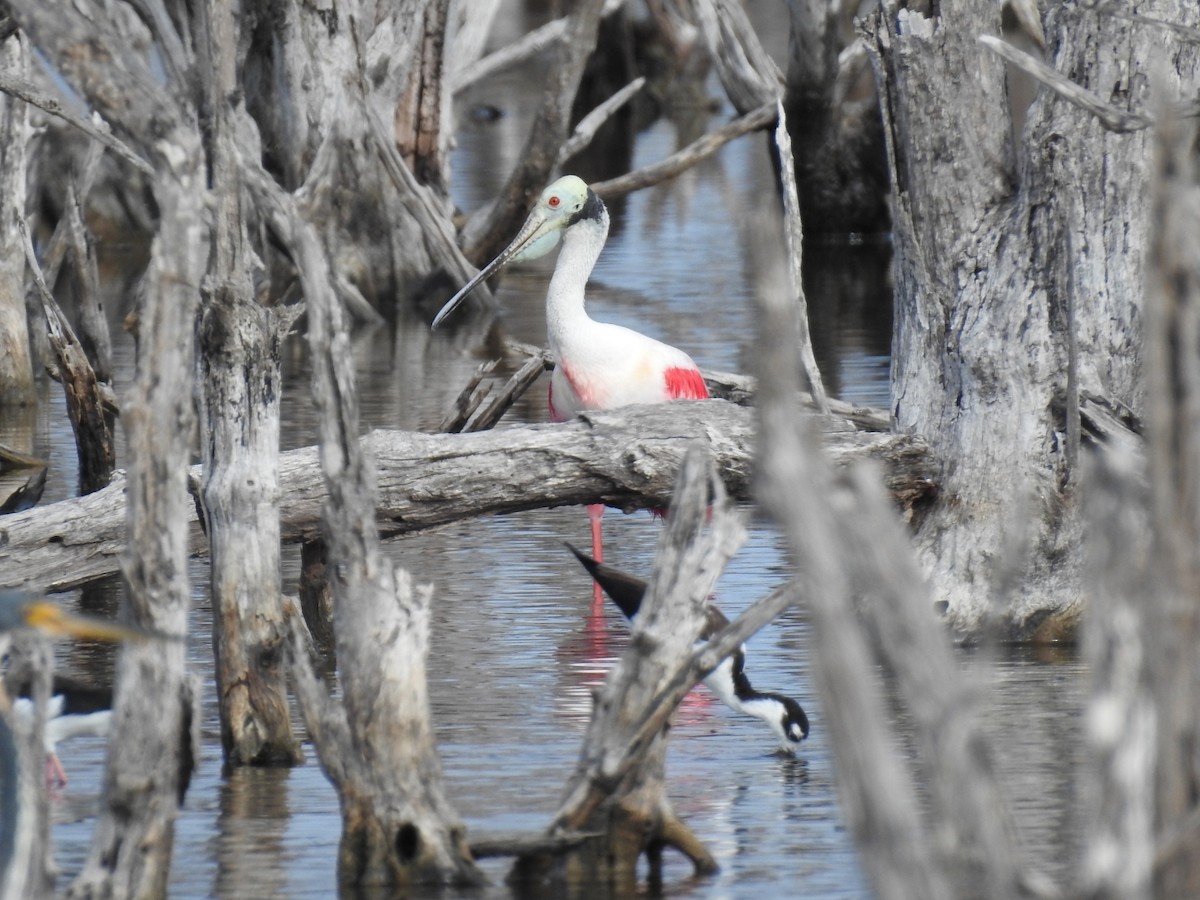 Roseate Spoonbill - ML645287375