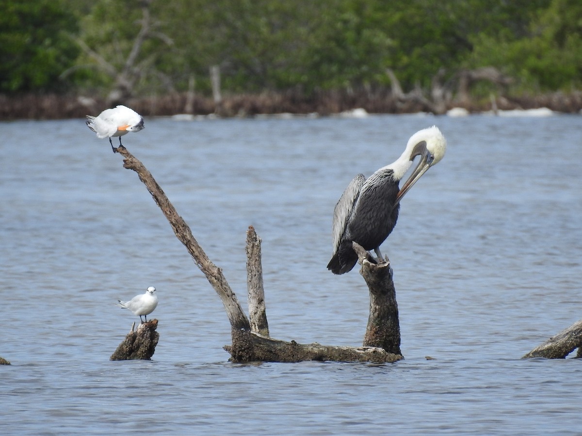 Brown Pelican - ML645287411