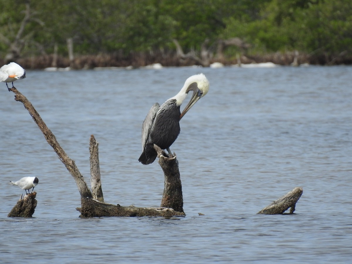 Brown Pelican - ML645287412