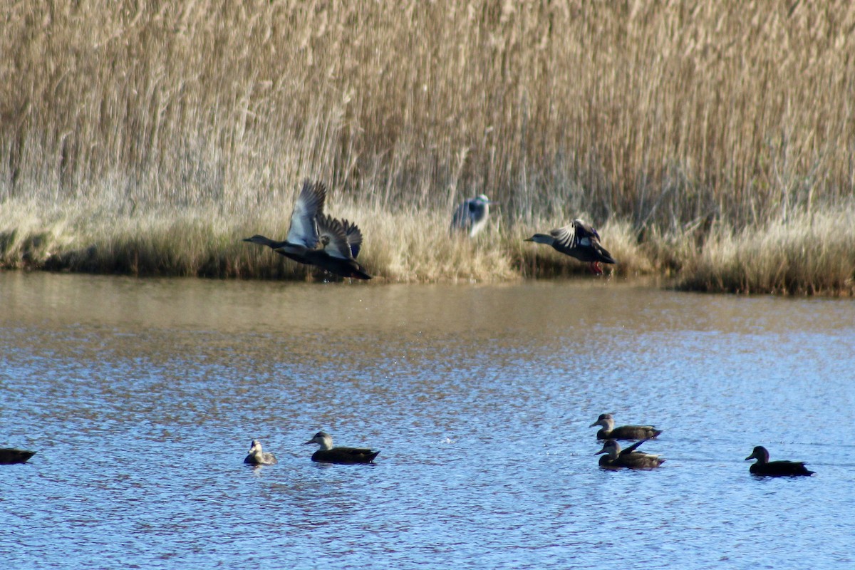American Black Duck - ML645287415