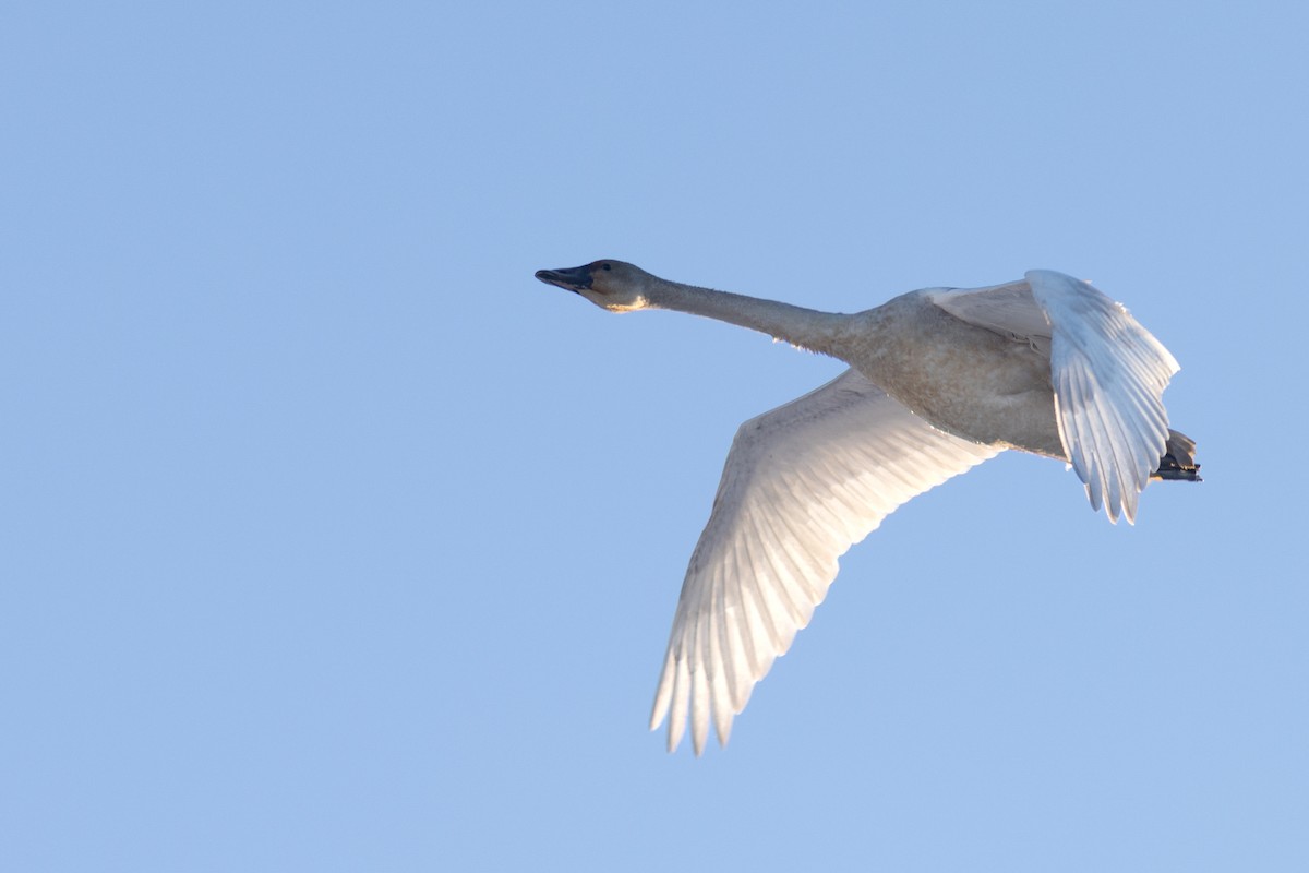 Zwergschwan - ML645287418