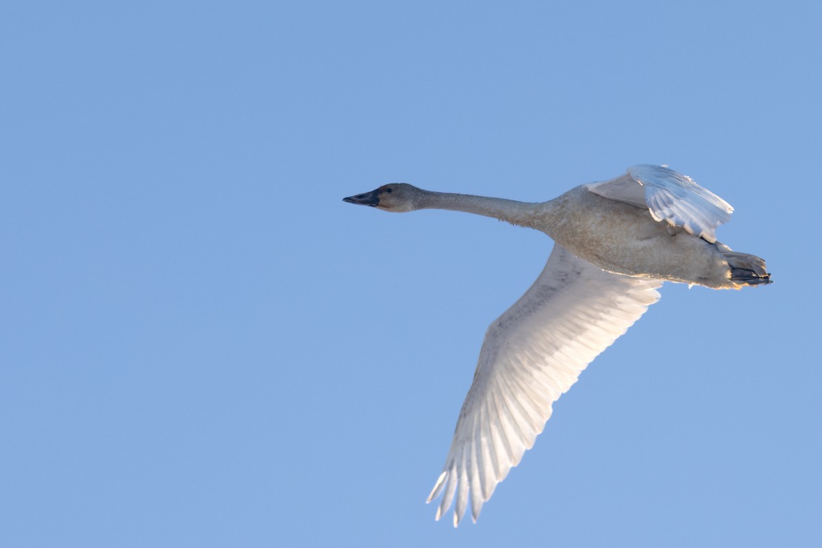 Zwergschwan - ML645287419