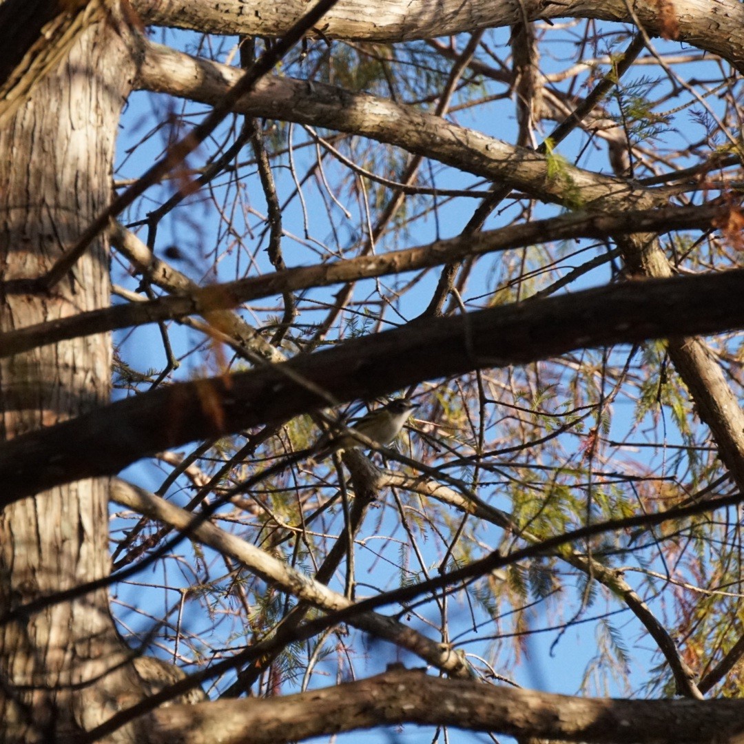 フタスジモズモドキ - ML645287421