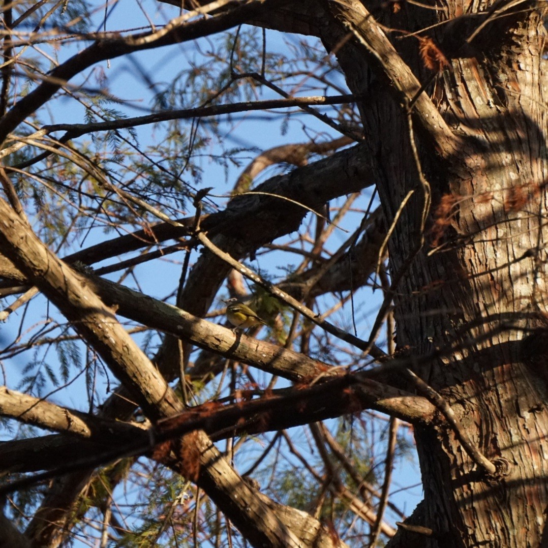 フタスジモズモドキ - ML645287422