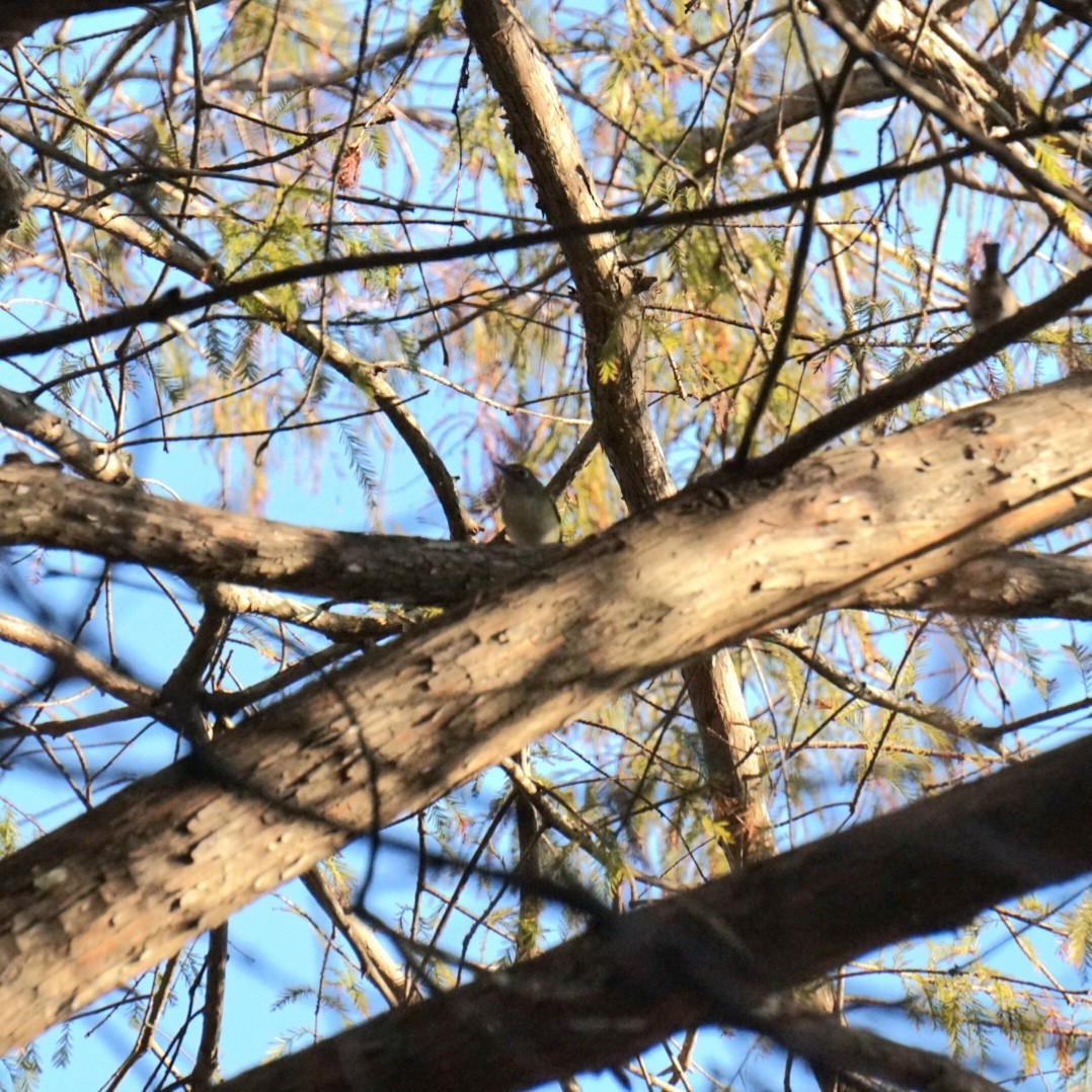 フタスジモズモドキ - ML645287423