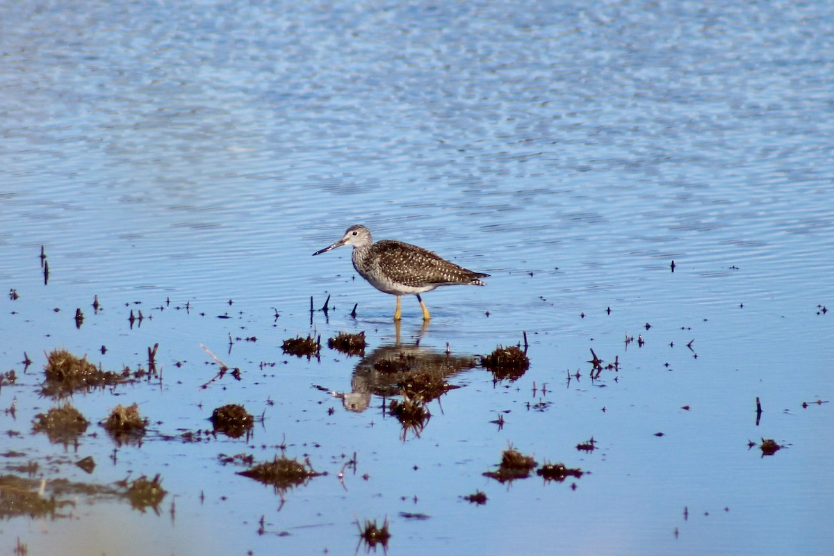 Greater Yellowlegs - ML645287437