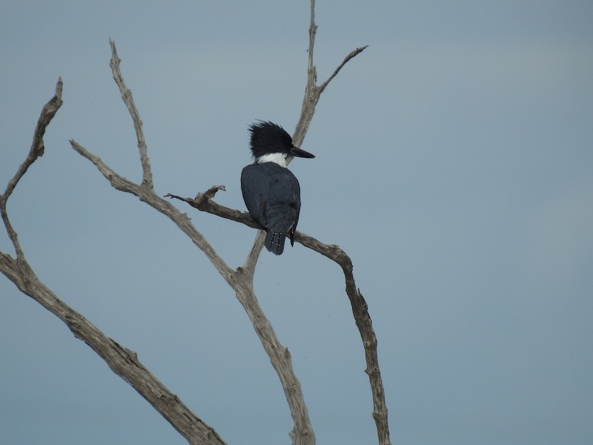 Belted Kingfisher - ML645287440