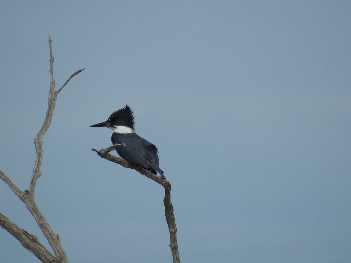 Belted Kingfisher - ML645287441