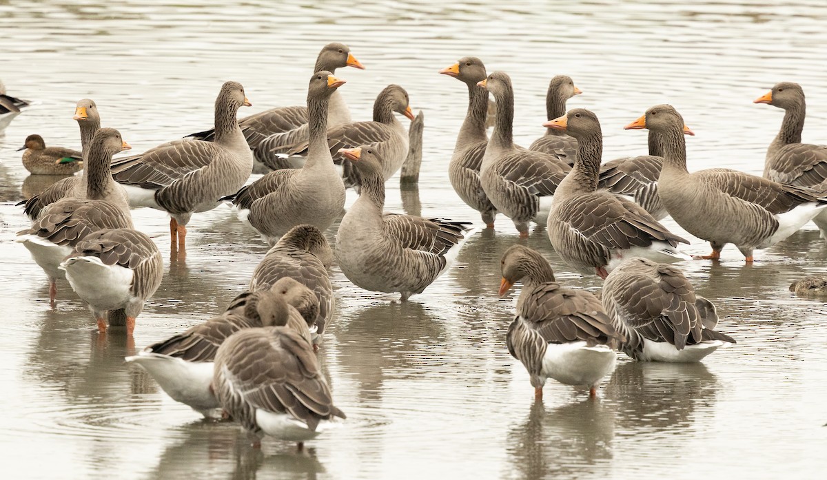 Graylag Goose - ML645287442