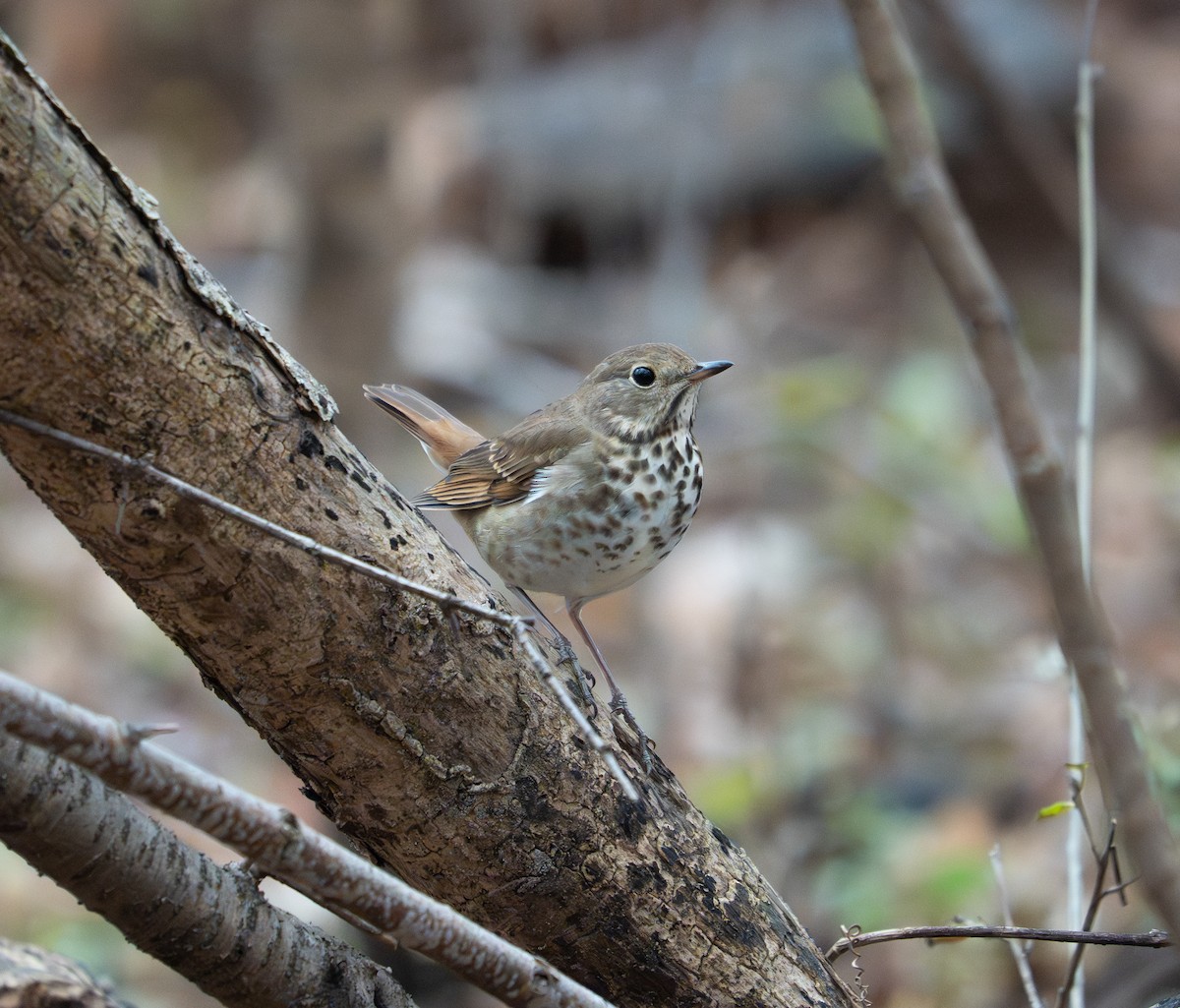 Hermit Thrush - ML645287446
