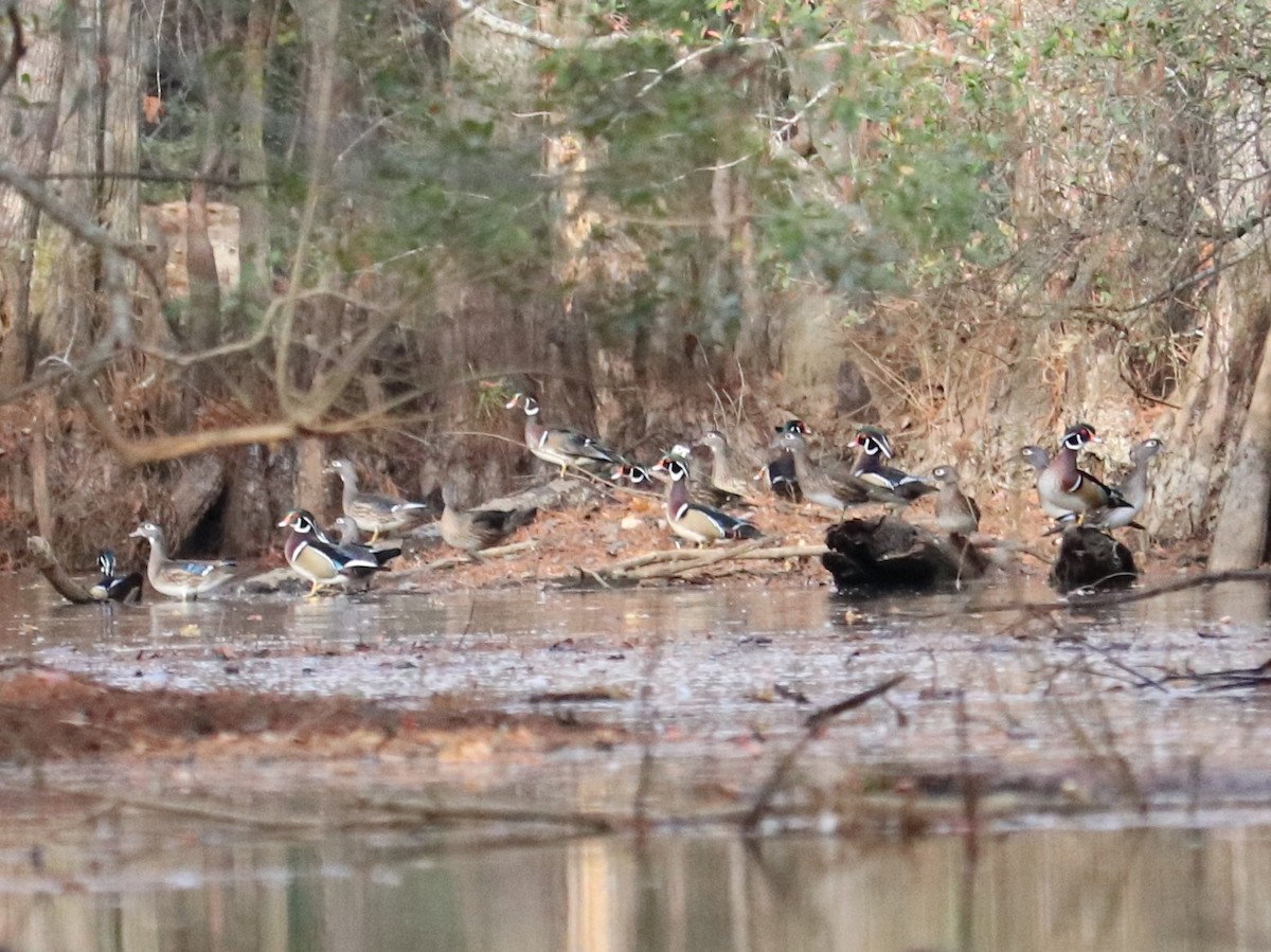 Ahate karolinarra - ML645287463