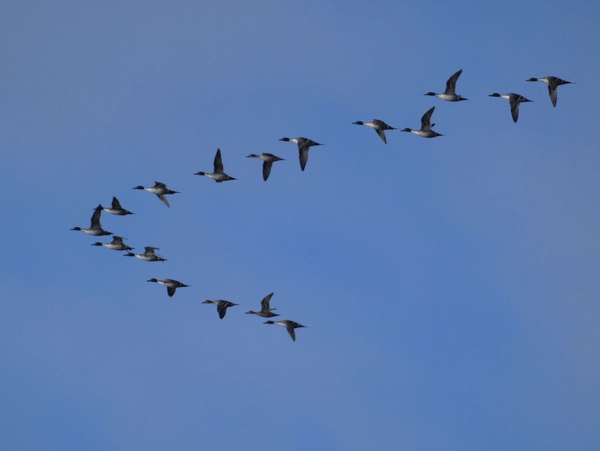 Northern Pintail - ML645287471