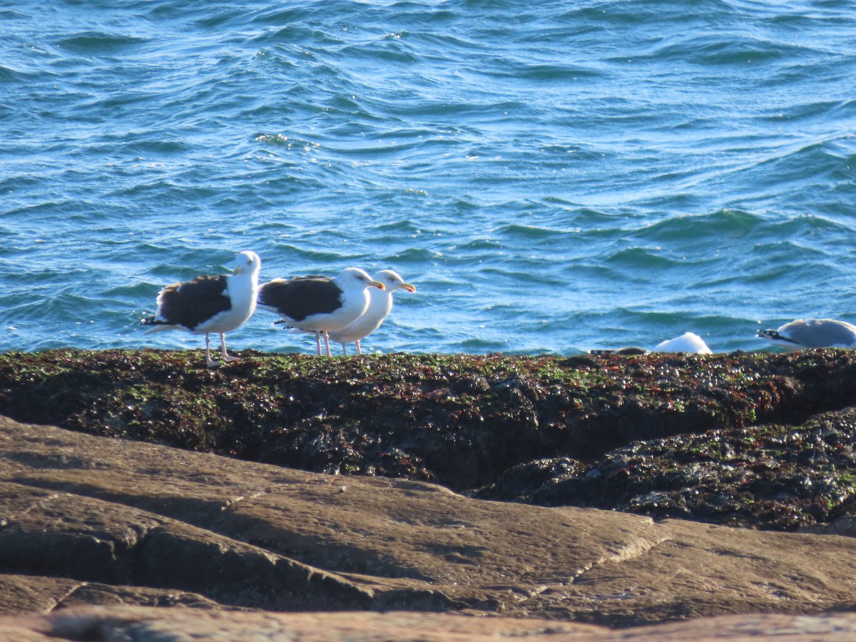 Büyük Kara Sırtlı Martı - ML645287473