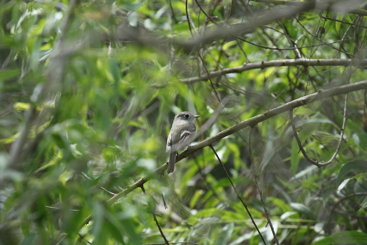 Hammond's Flycatcher - ML645287483
