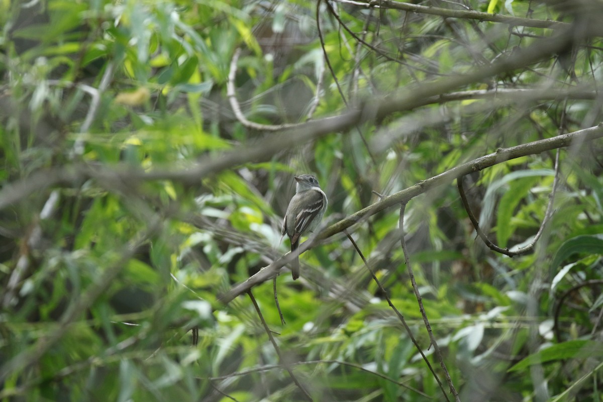 Hammond's Flycatcher - ML645287484