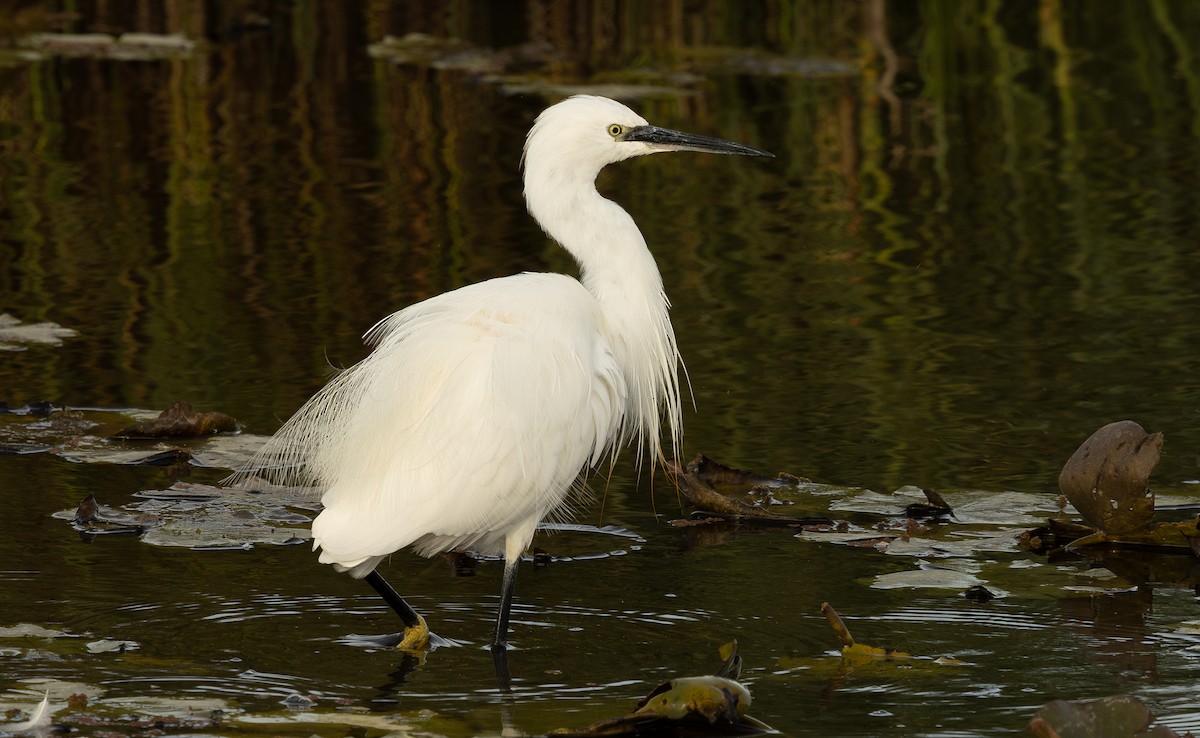 Seidenreiher - ML645287498