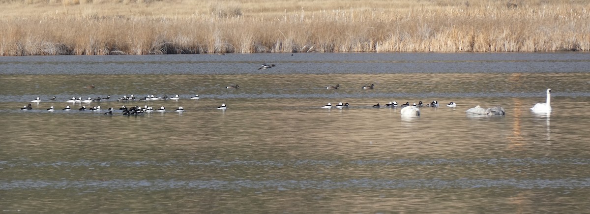 Bufflehead - ML645287508