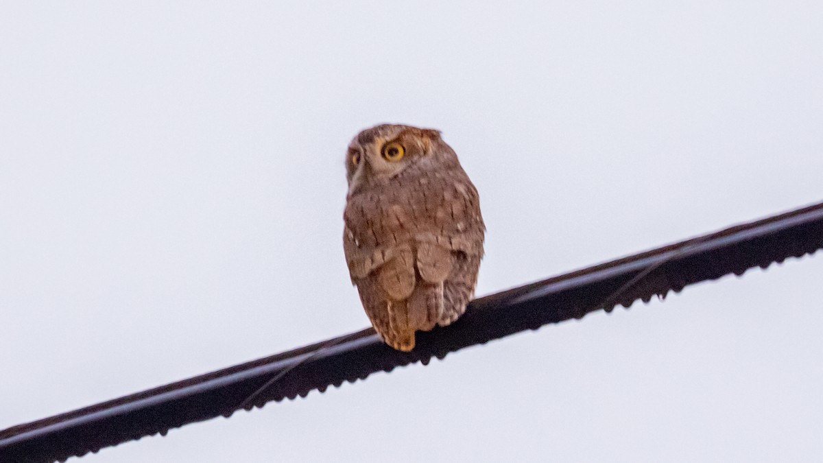 Eastern Screech-Owl - ML645287516