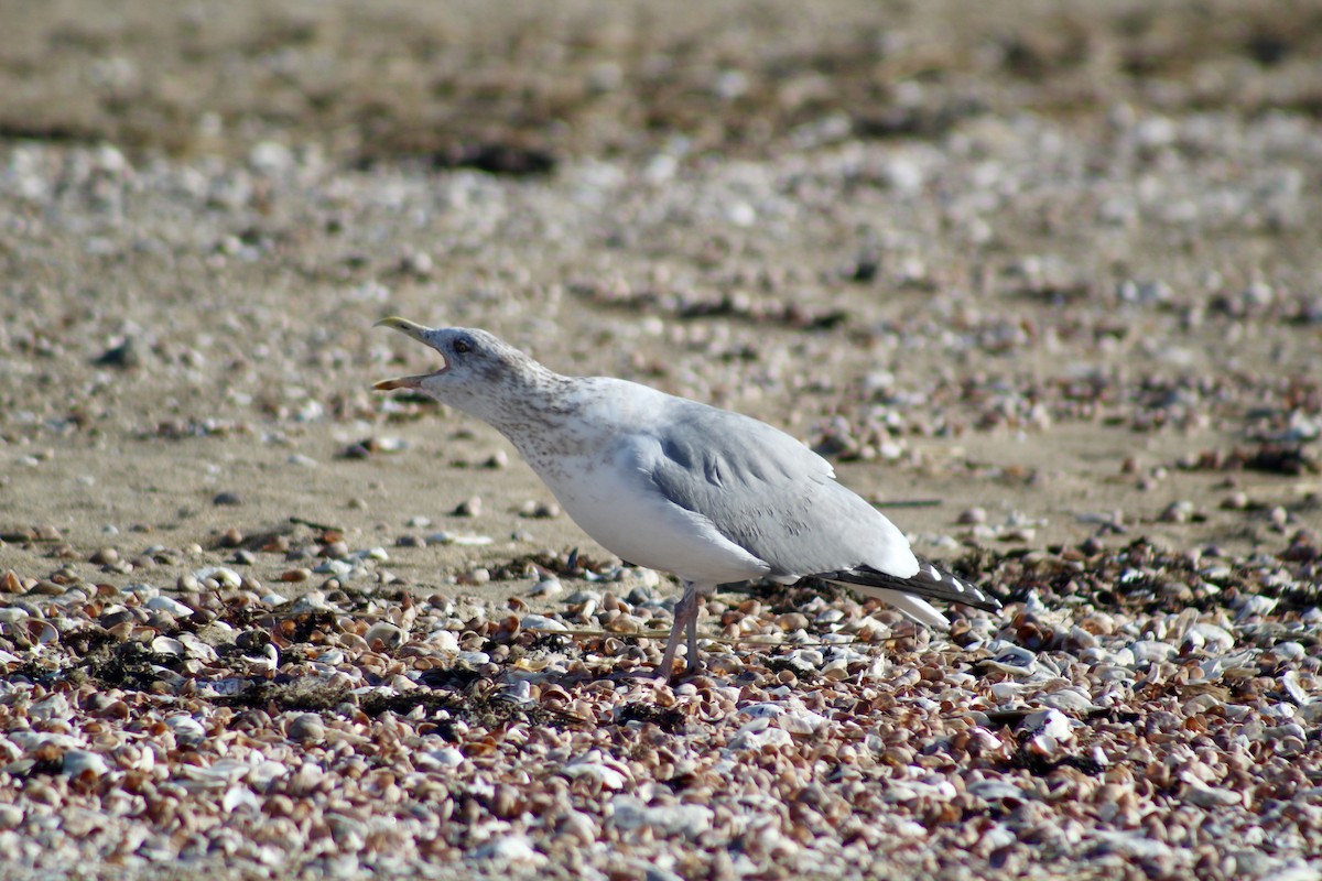 American Herring Gull - ML645287517