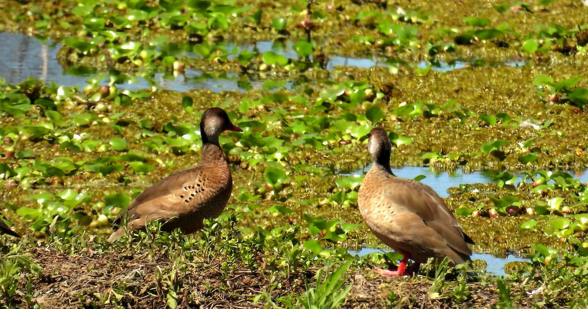 Brazilian Teal - ML645287526