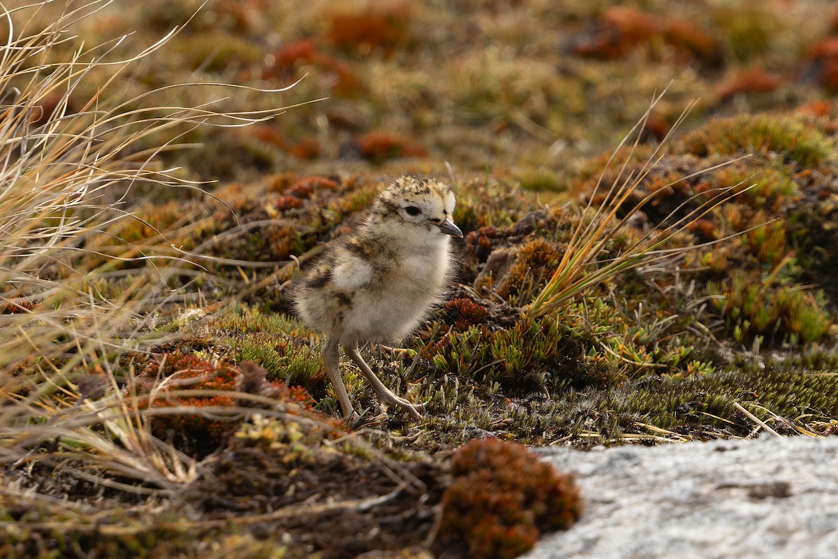 Red-breasted Dotterel (Southern) - ML645287529