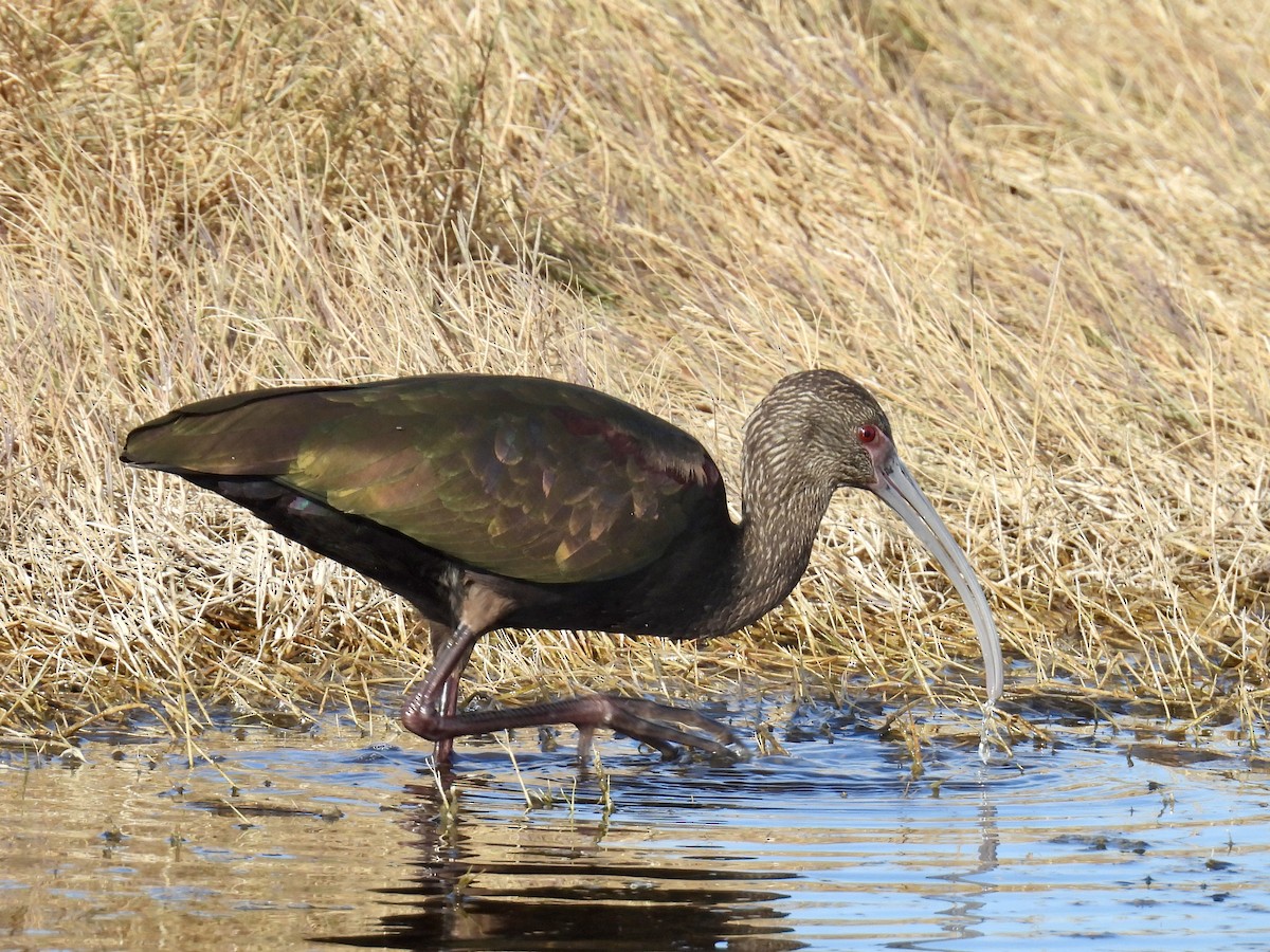 Beltzaran musuzuria - ML645287538