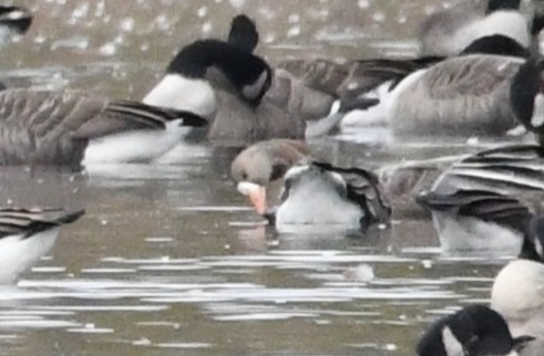 Greater White-fronted Goose - ML645287541