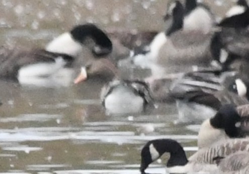 Greater White-fronted Goose - ML645287542