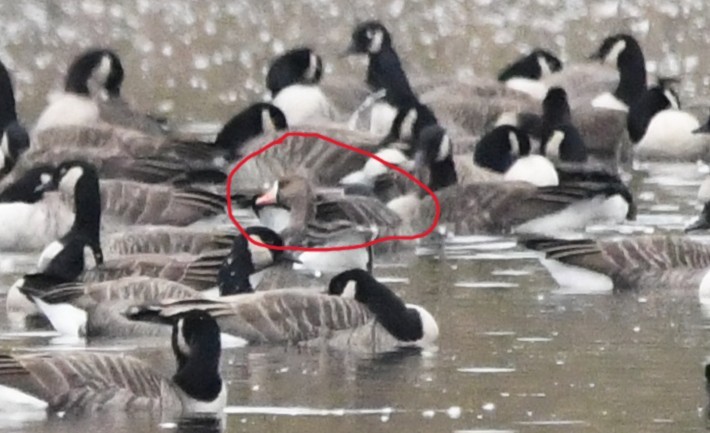 Greater White-fronted Goose - ML645287543