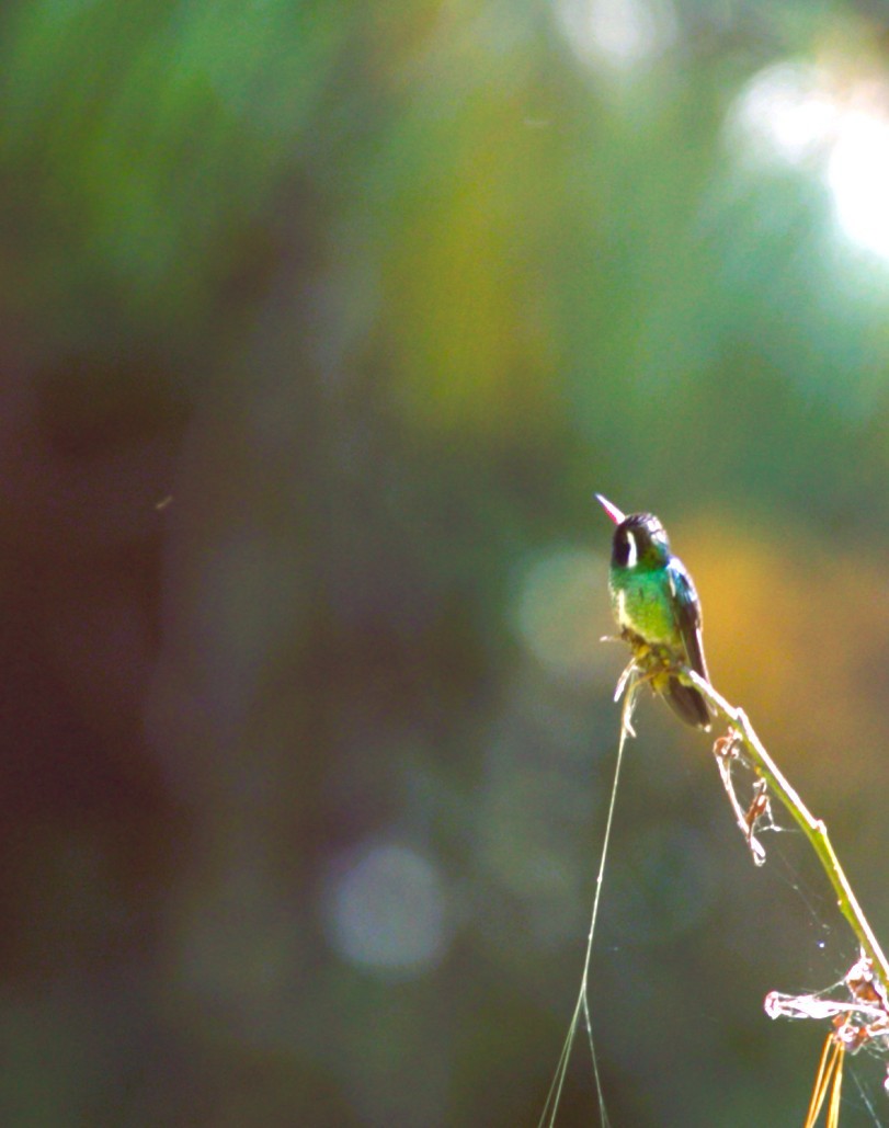 White-eared Hummingbird - ML645287550