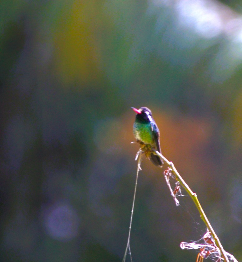 White-eared Hummingbird - ML645287551
