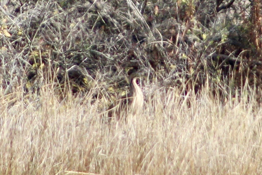 American Bittern - ML645287565