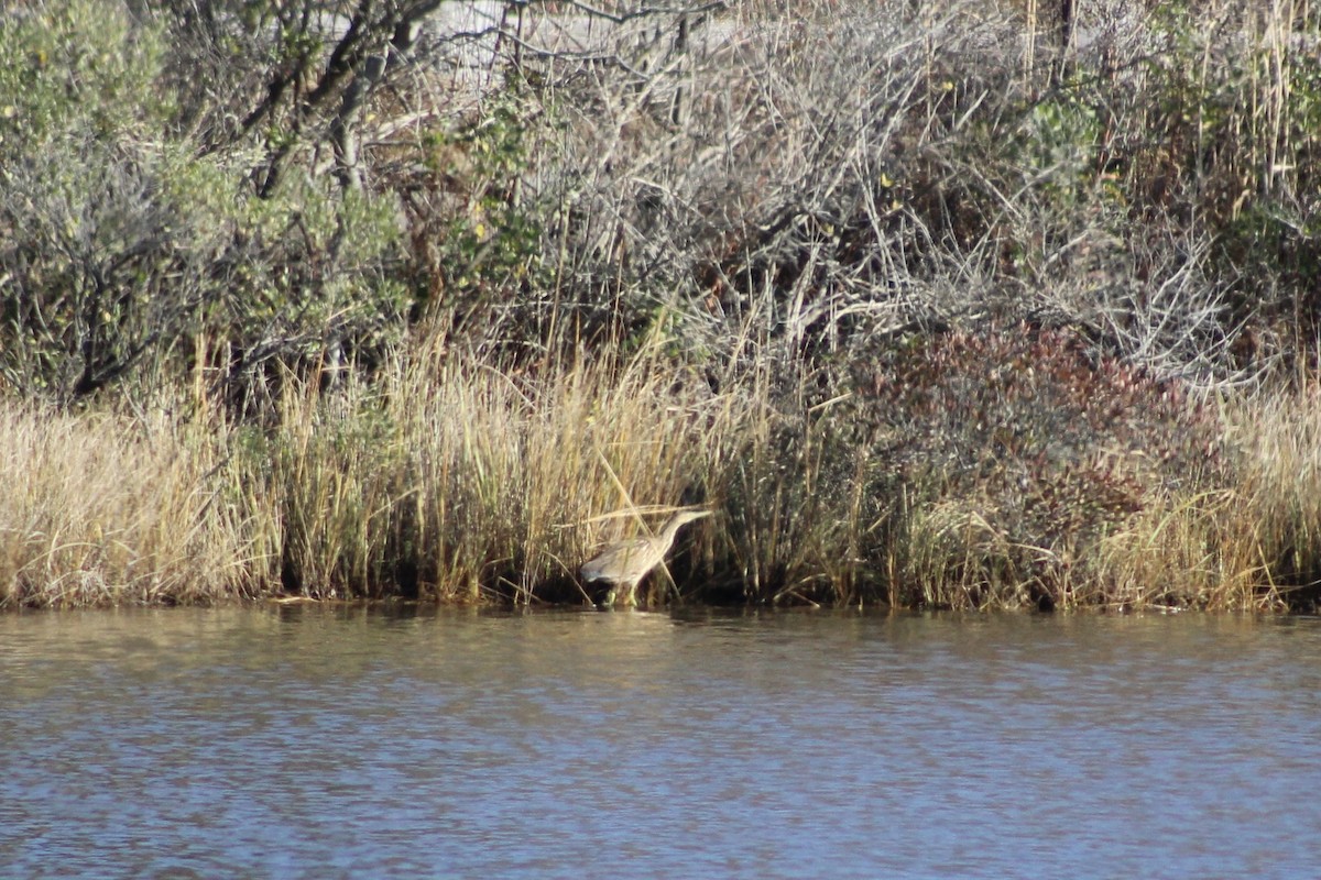 American Bittern - ML645287566