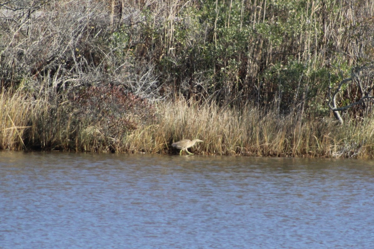 American Bittern - ML645287567