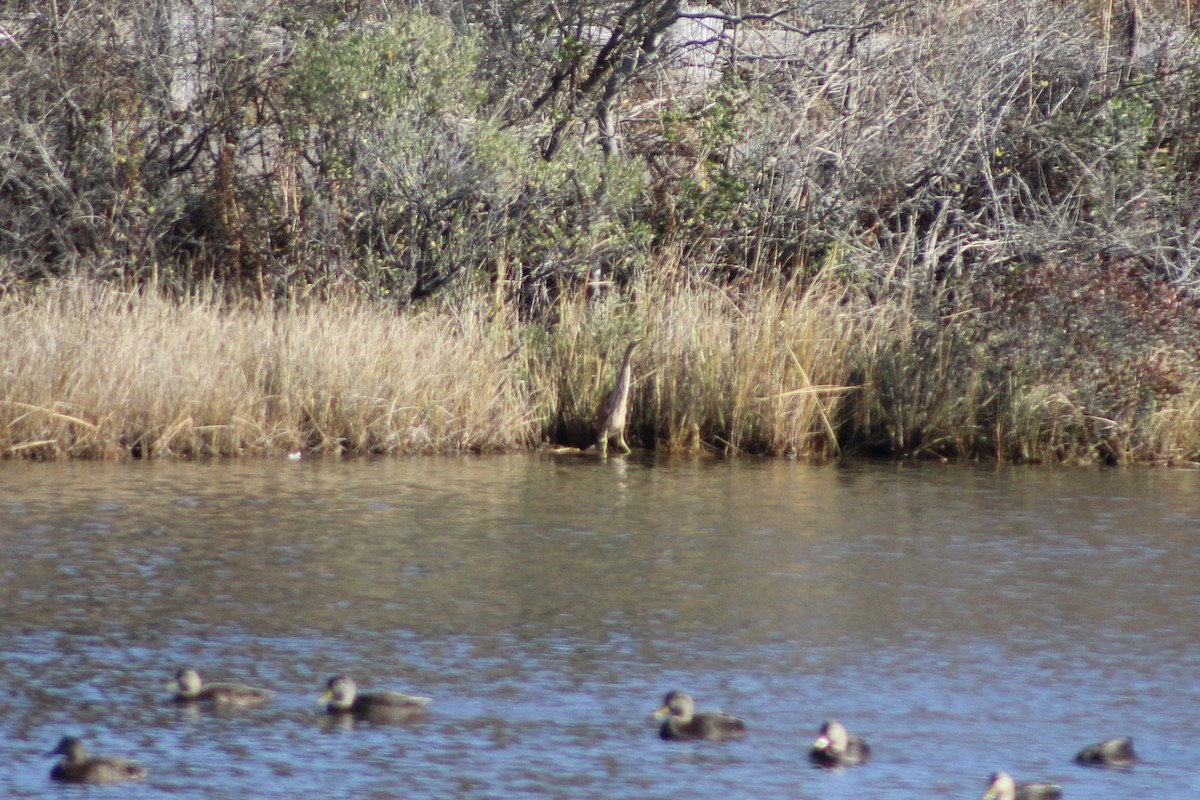 American Bittern - ML645287568