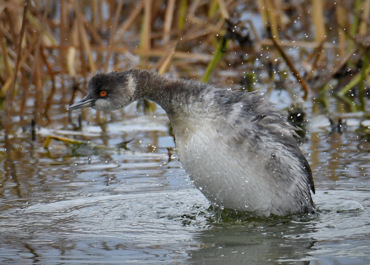 Eared Grebe - ML645287583