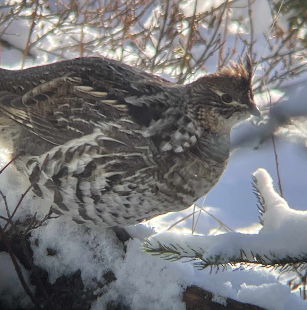 jeřábek kanadský - ML645287585