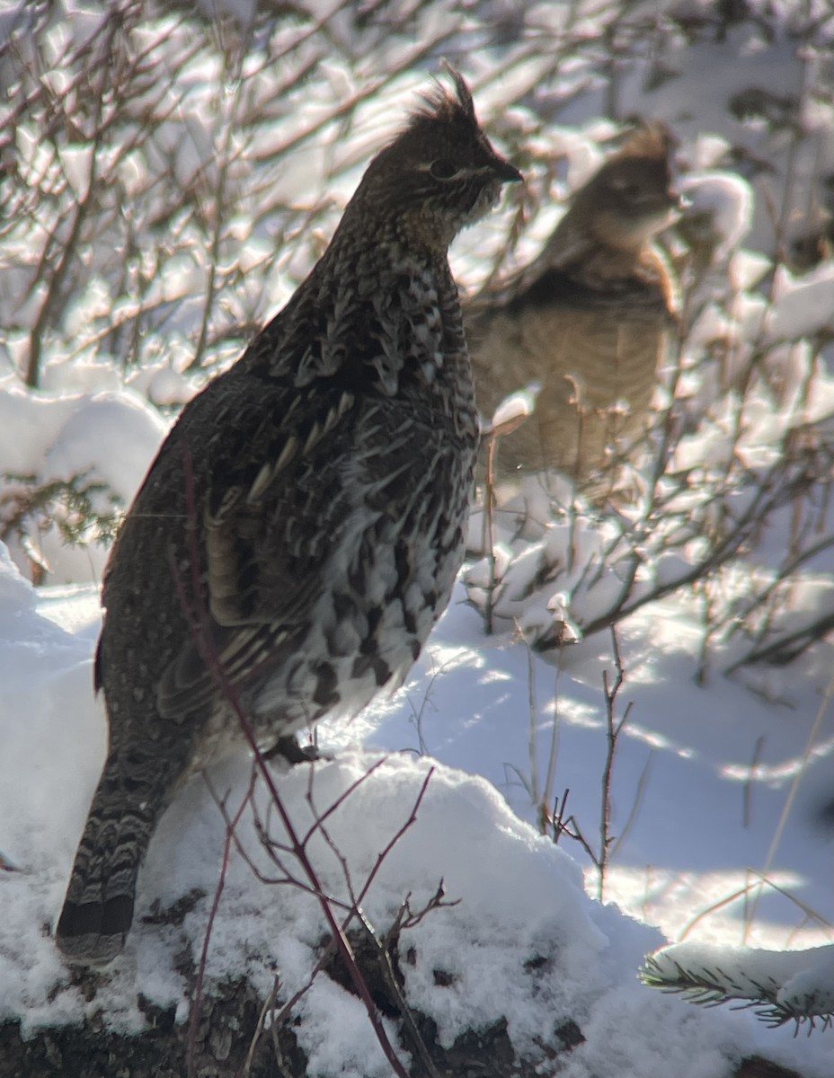 jeřábek kanadský - ML645287587