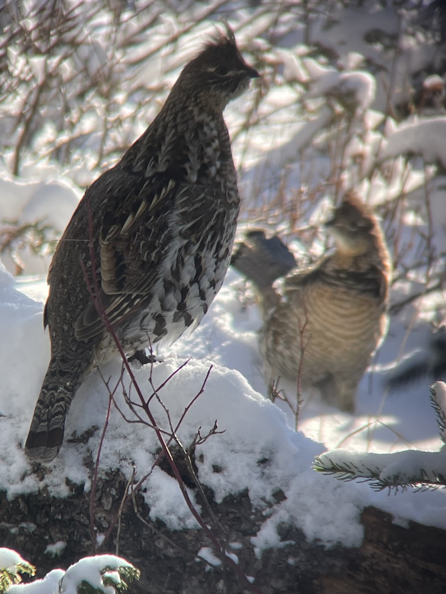 jeřábek kanadský - ML645287588