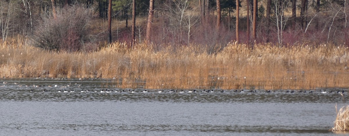 Common Goldeneye - ML645287589