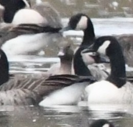 Pink-footed Goose - ML645287603