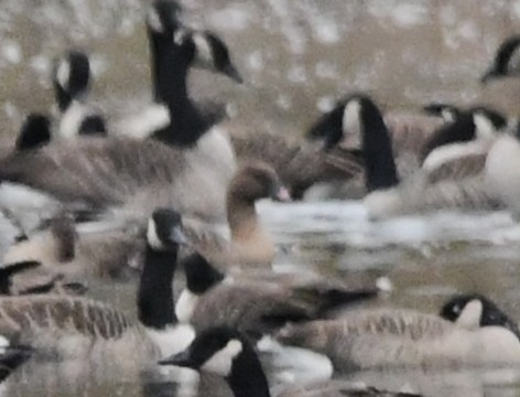 Pink-footed Goose - ML645287604
