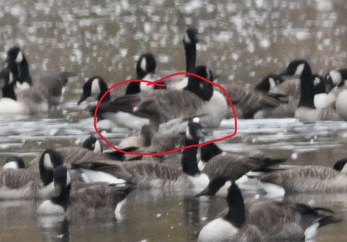 Pink-footed Goose - ML645287605