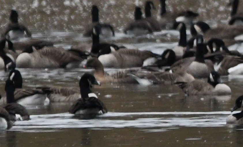 Pink-footed Goose - ML645287606