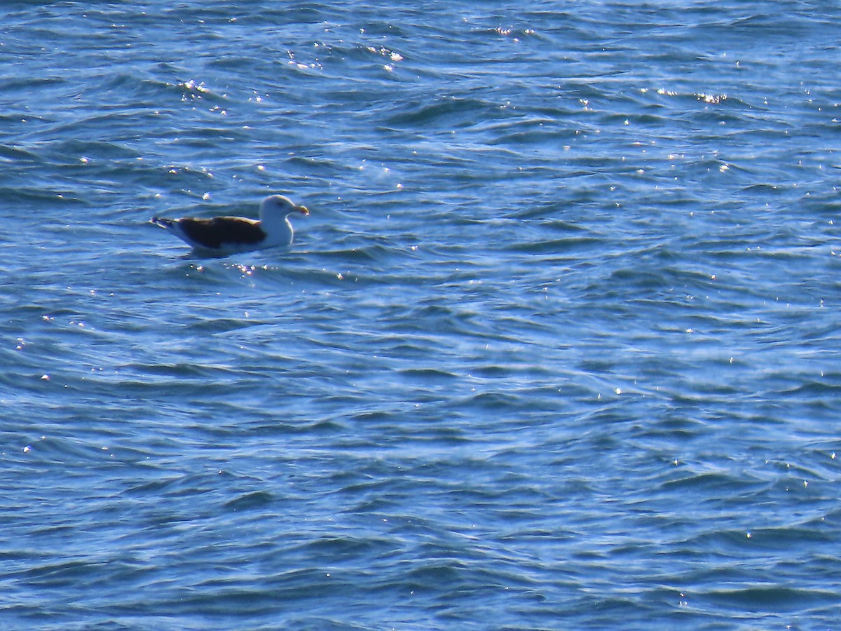 Büyük Kara Sırtlı Martı - ML645287607