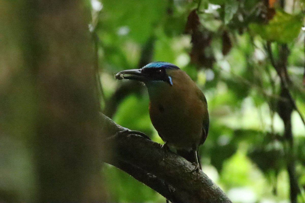 Lesson Motmotu - ML645287612