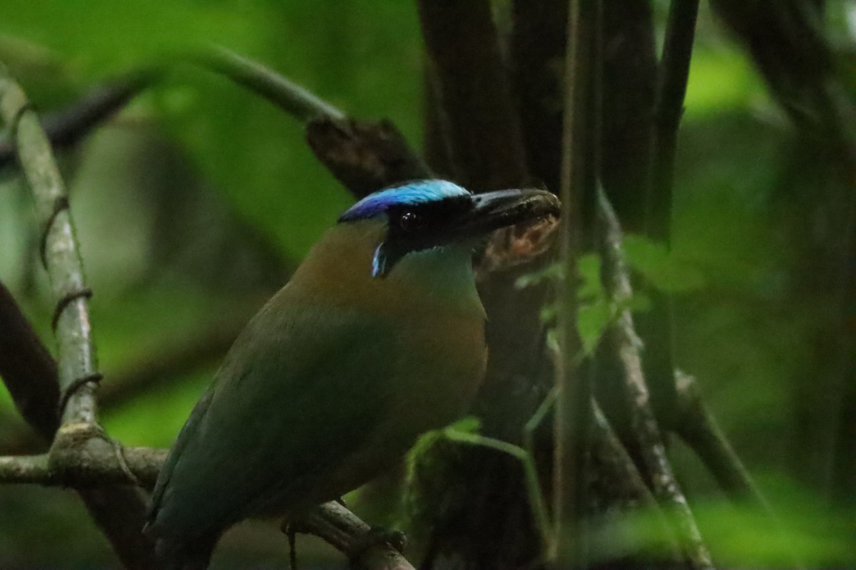 Lesson Motmotu - ML645287613