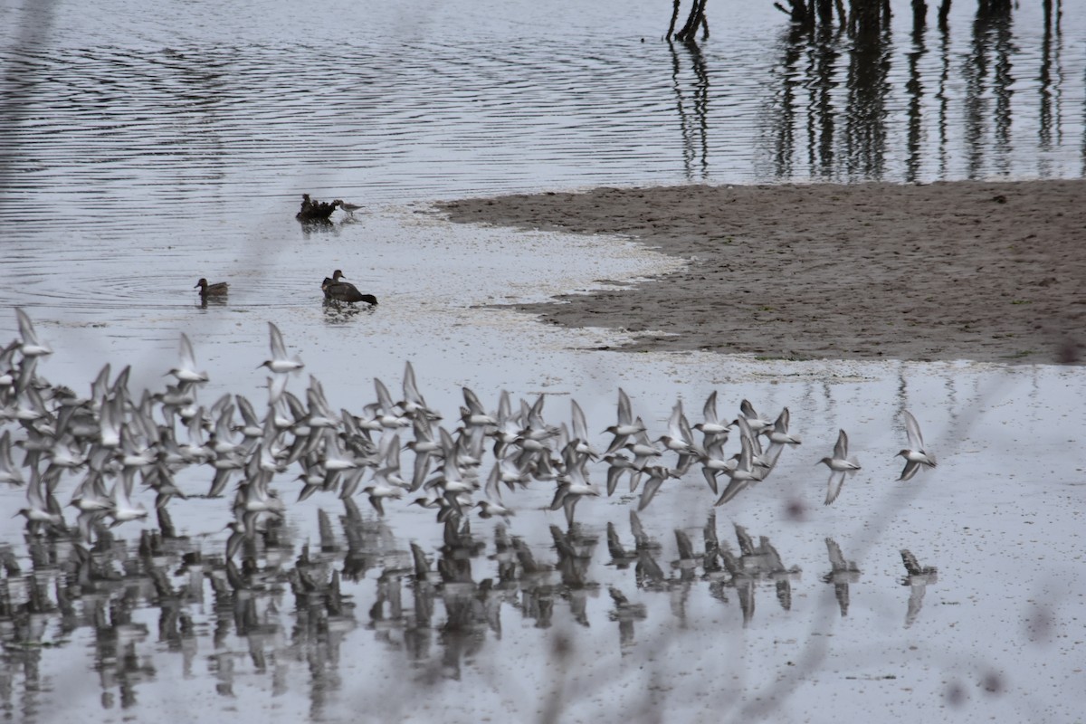 Dunlin - ML645287615